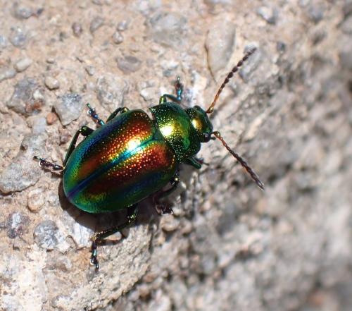 Réf. 285 225 : Chrysolina fastuosa